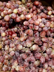Red Globe grapes 2017 A2