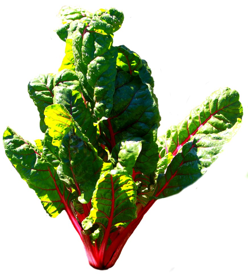Red chard - Public Domain