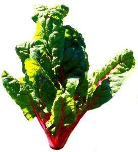 Red chard - Public Domain