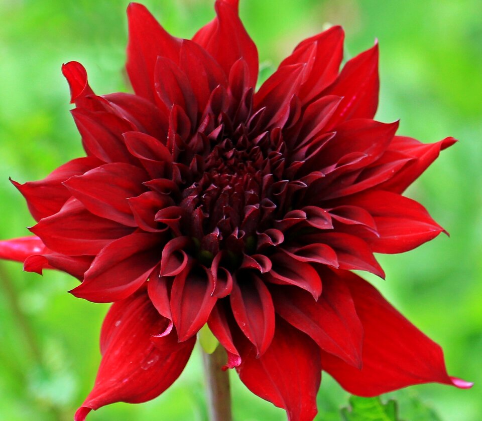 Composites flower garden ornamental flower