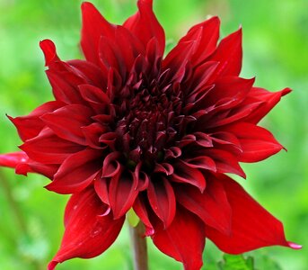 Composites flower garden ornamental flower