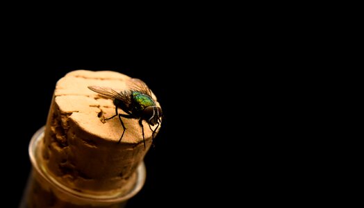 Macro close up flight insect