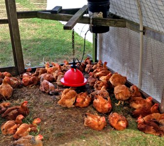 Red Hens Coop