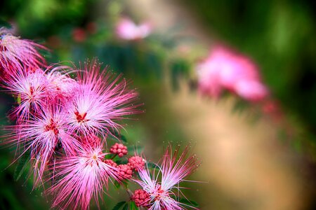 Puff flower pink flutter flower red acacia