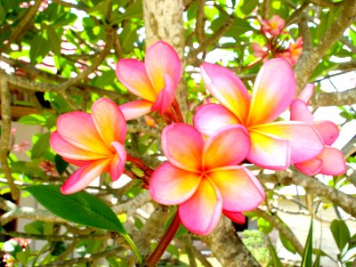 Red frangipani (Plumeria rubra) flowers photo