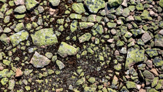 Red granite chips with map lichen