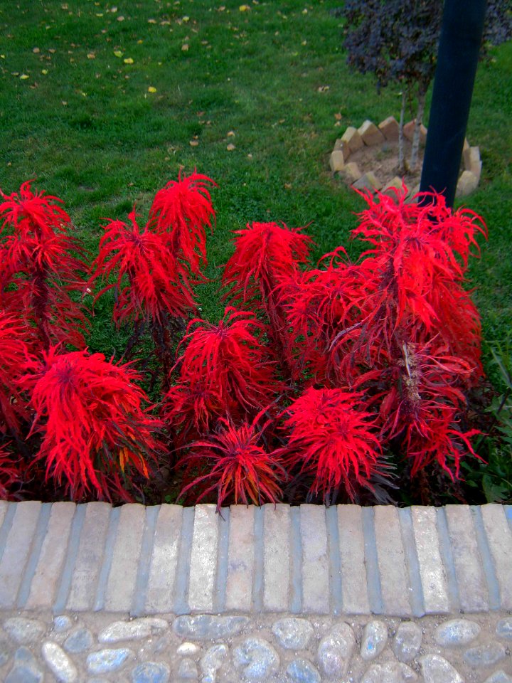 Red flowers - Omar Khayyam Garden - Nishapur 1