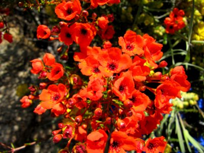 Red flowers in Botanic Garden photo