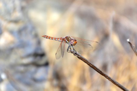 Red dragonfly resting on stick