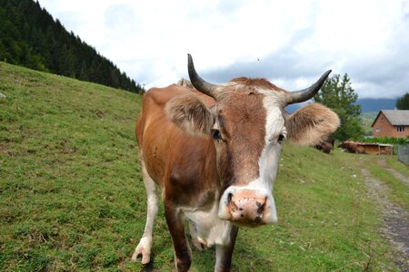 Ukraine grass animals