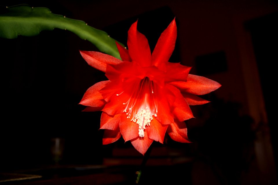 Red cactus flower in dark room