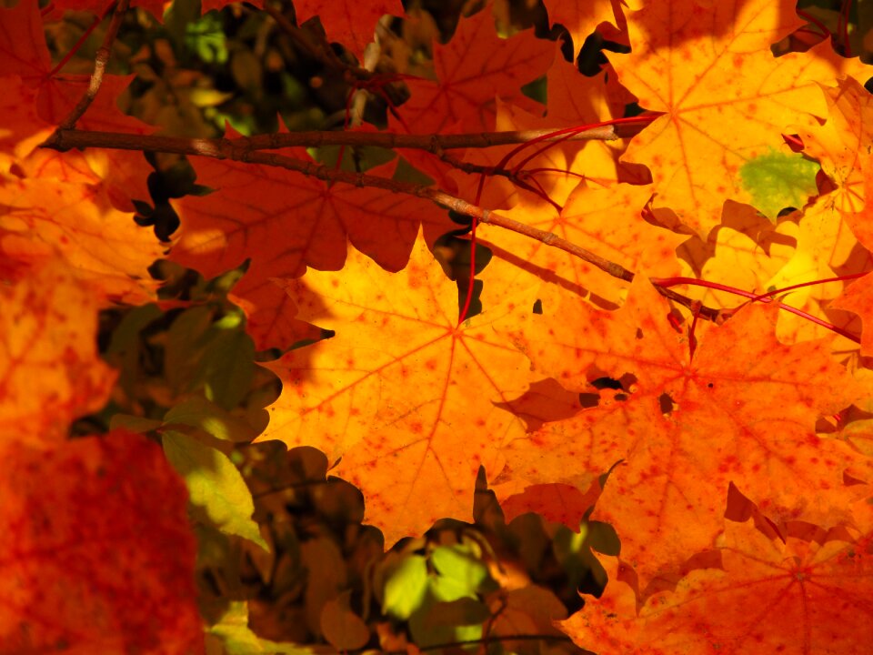 Autumn leaf yellowed sheet golden autumn