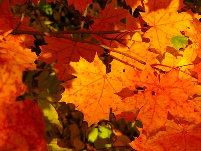 Autumn leaf yellowed sheet golden autumn photo