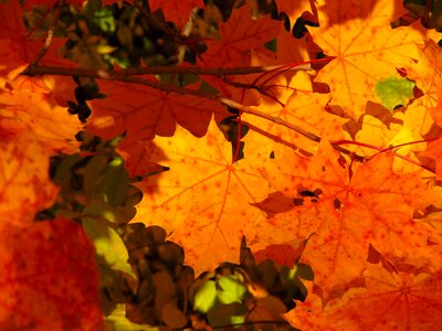 Autumn leaf yellowed sheet golden autumn