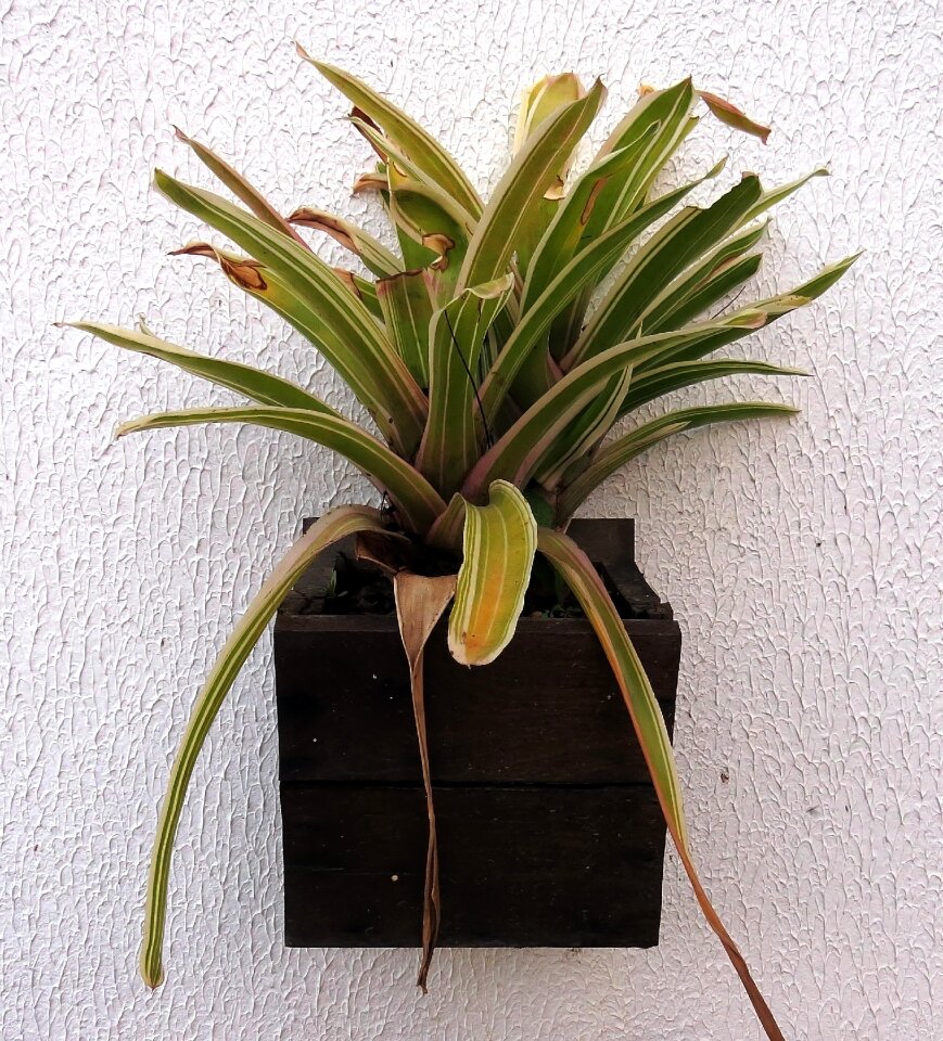 Rain forest decorative natural