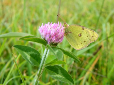 Red Clover with butterfly