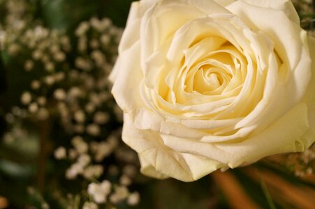 Wedding white petals photo