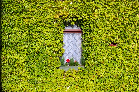 Green plant nature