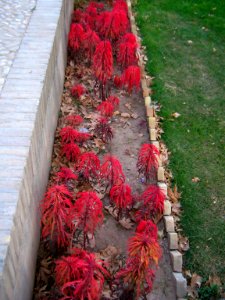Red flowers - Omar Khayyam Garden - Nishapur 2 photo