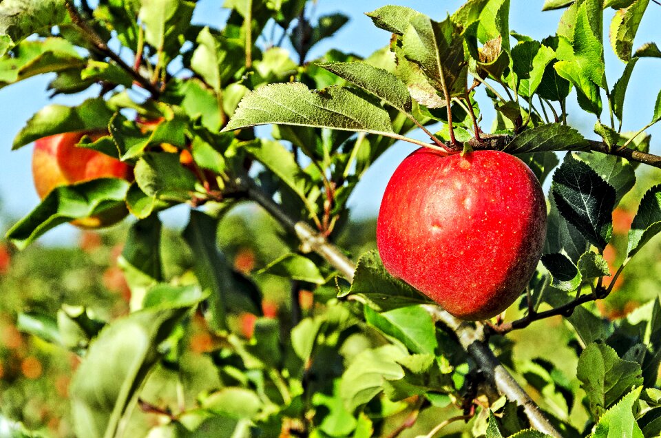 Celejów apple orchard apple