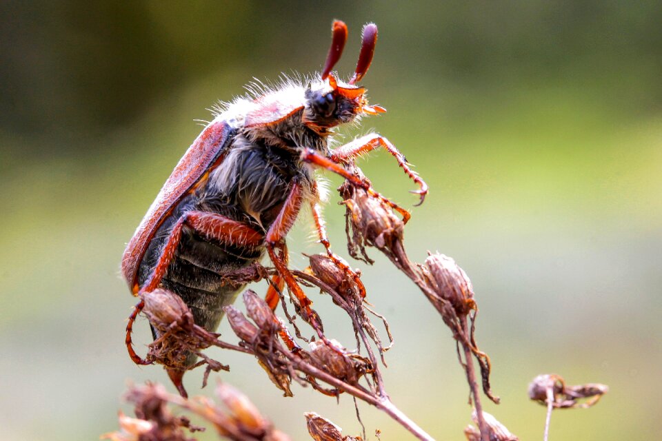 Arthropod flying insects nature