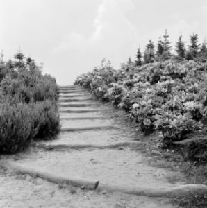 Recreatieterreinen, de efteling, Bestanddeelnr 250-8215