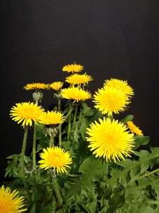 Yellow pointed flower yellow flower