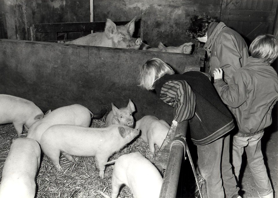 Recreatieboerderij Zorgvrij aan de Genieweg, de varkensstal. Aangekocht in 1984 van fotograaf C. de Boer. - Gepubliceerd in het Haarlems Dagblad van 10.04.1984. Identificatienummer 54-014479, NL-HlmNHA 54010752