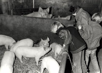 Recreatieboerderij Zorgvrij aan de Genieweg, de varkensstal. Aangekocht in 1984 van fotograaf C. de Boer. - Gepubliceerd in het Haarlems Dagblad van 10.04.1984. Identificatienummer 54-014479, NL-HlmNHA 54010752