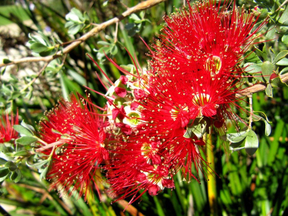 Red flowers Botanic Garden