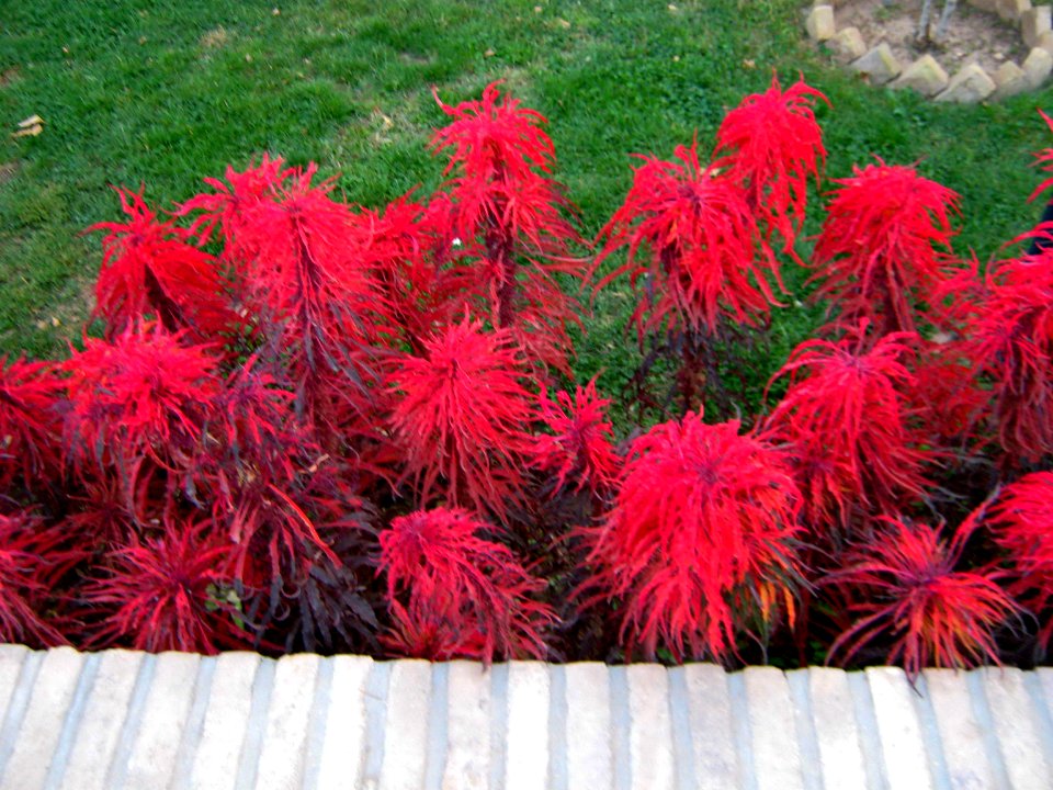 Red flowers - Omar Khayyam Garden - Nishapur 3