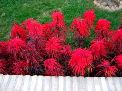 Red flowers - Omar Khayyam Garden - Nishapur 3 photo