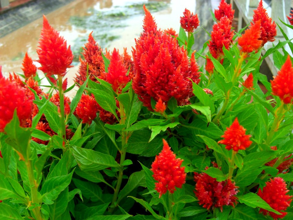 Red flowers Da Lat