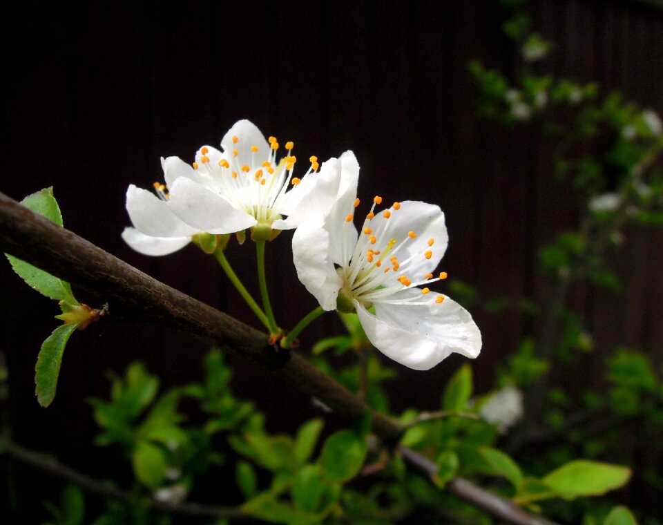 White flowers bloom sakura