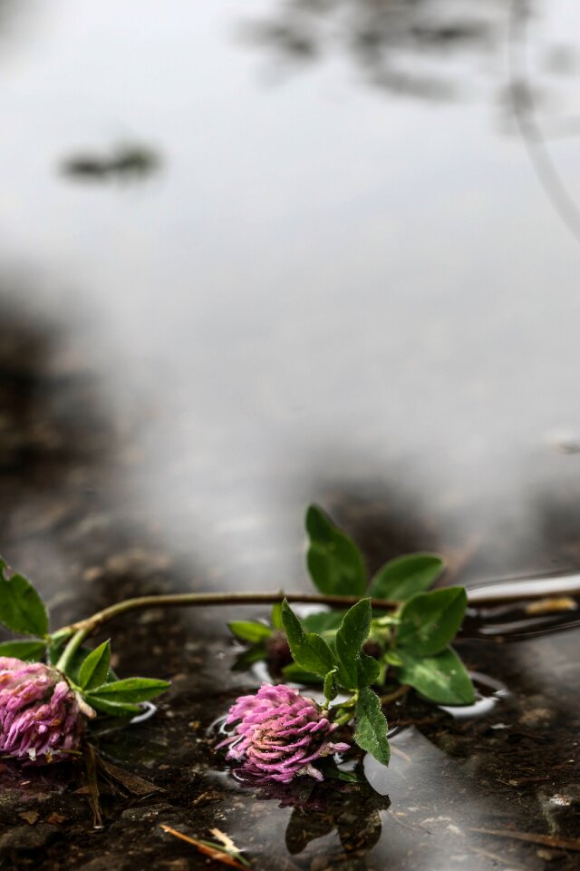 Nature wild flower summer