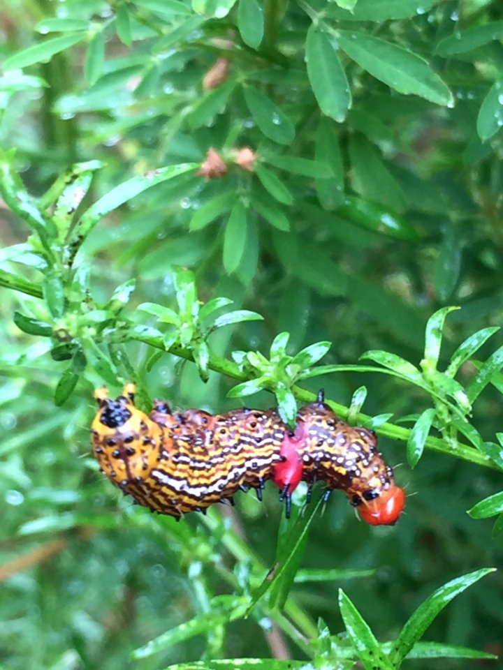 Red Humped Caterpillar Moth Durham NC