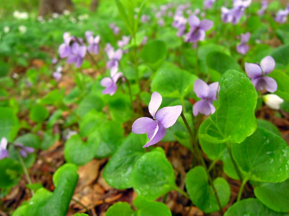 Flowers flower spring