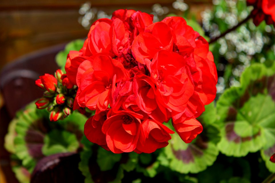 Red Flower Hdr (183885551)