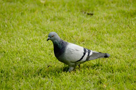 Pigeon grass new
