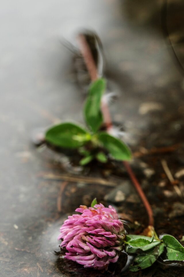 Nature wild flower summer
