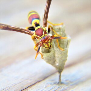 Wasp nature animal