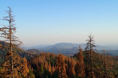 California national park blue king