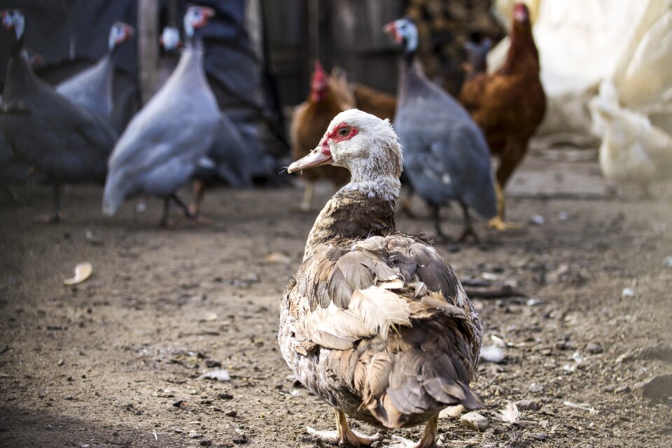 Animals village feathered