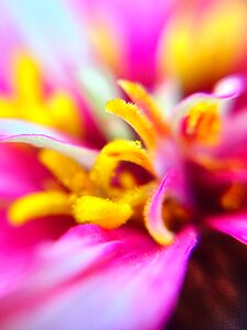 Stamen flowers macro