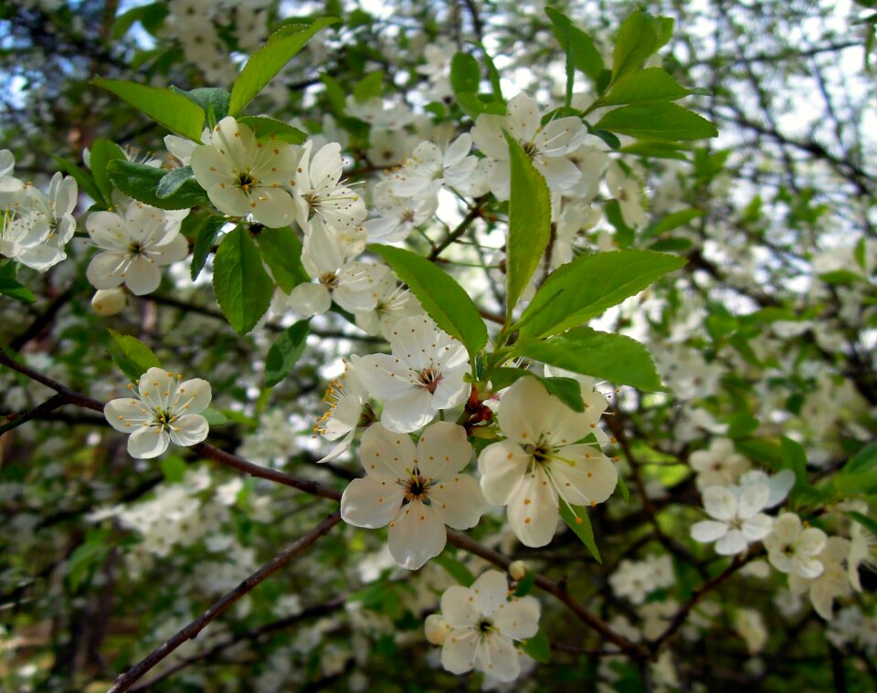 Tree flowering tree garden