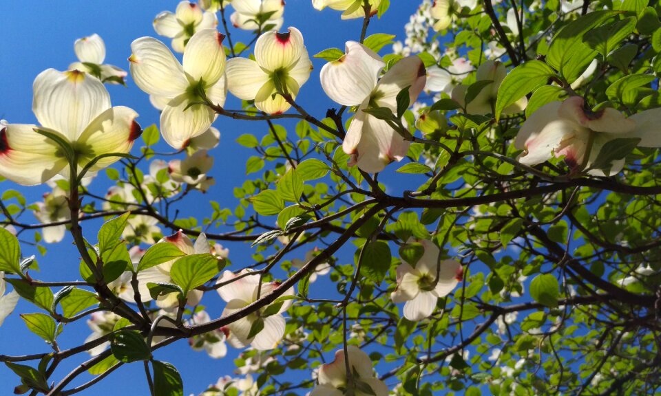 Dogwood white flowers arboretum