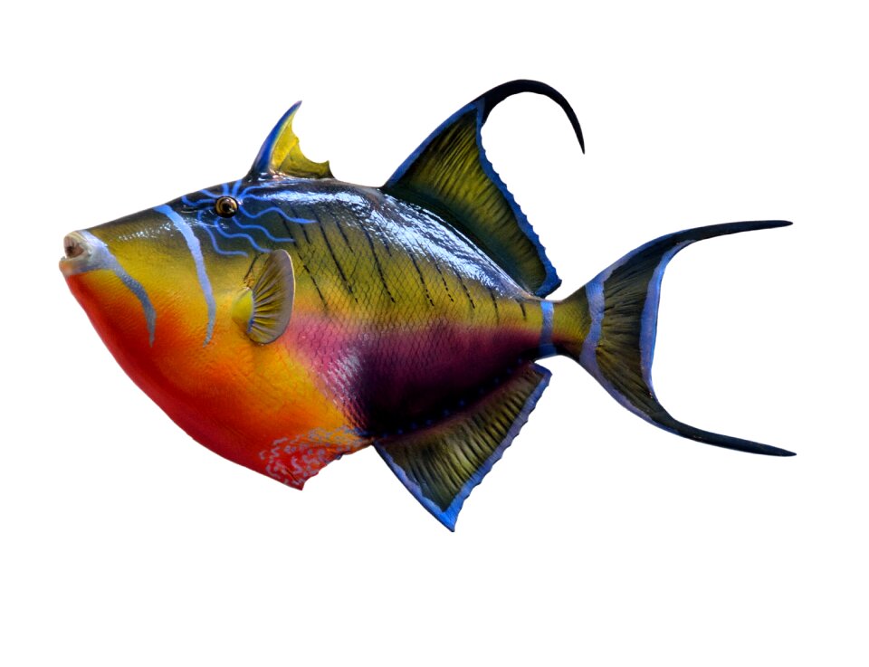 Taxidermy mount marine