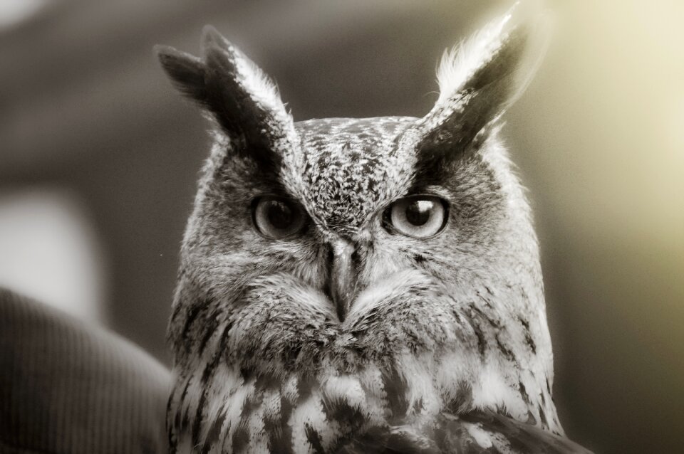 Eagle owl animal close up