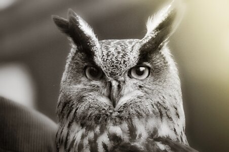 Eagle owl animal close up