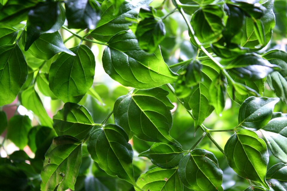 Plant green leaf leaf